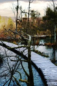 Fallen frozen tree in Plitvice Stock Photos