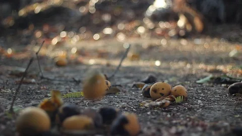 Fallen Fruit 1 Stock Footage 129344206