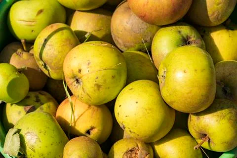 Fallen fruit apples collected in group Stock Photos