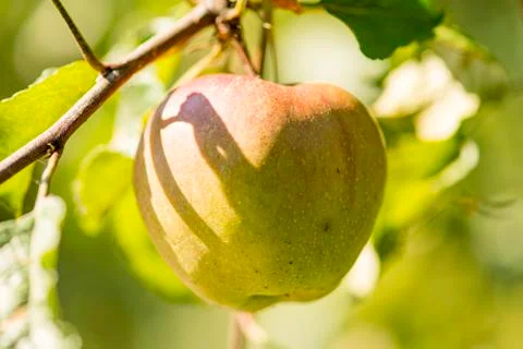 Fallen fruit apples collected in group Stock Photos