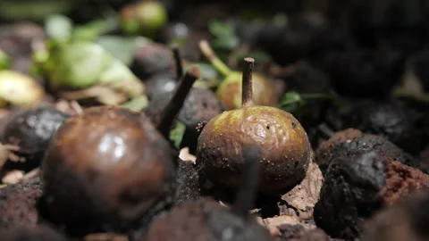 Fallen Fruit on the Forest Floor Stock Footage 195277381
