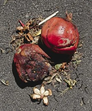 Fallen Fruit in the Road Stock Photos