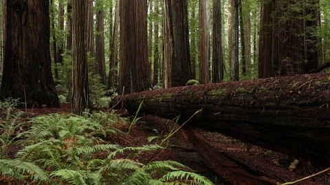 Fallen Giant Vídeo Stock 73269709