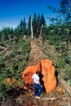 Fallen Giant Stock Photos