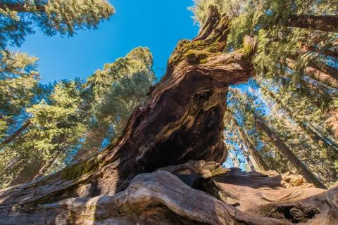 Fallen Giant Sequoia Tree in the Ancient Grove. Foto stock