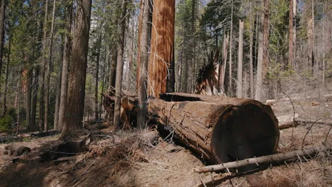 Fallen Giant Tree with Burnt Bark Stock Footage 314893972
