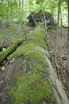 Fallen giant tree Foto stock