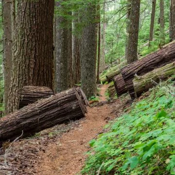 Fallen giants - Fallen old growth Douglas Fir Stock Photos