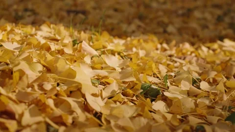 Fallen Gingko Yellow Leaves Under Sunlight Cover Ground at Yangjae Citizen's Stock Footage 295337584