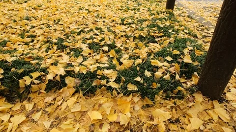 Fallen Ginkgo Leaves Stock Footage 98955713