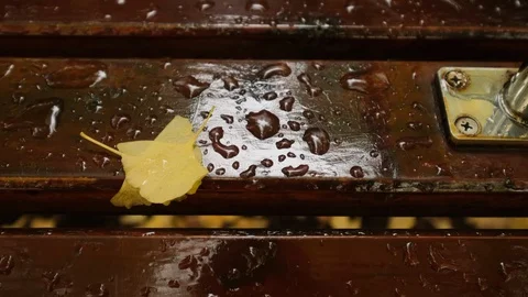Fallen Ginkgo Leaves Stock Footage 98960687