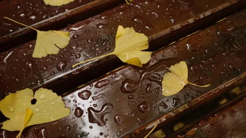 Fallen Ginkgo Leaves Stock Footage 98961450