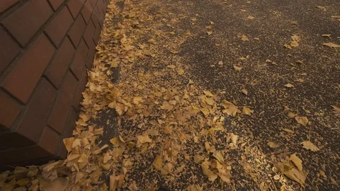 Fallen Ginkgo Leaves Video stock 99203724