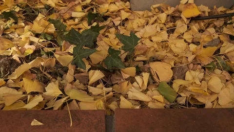 Fallen Ginkgo Leaves Stock Footage 99264044