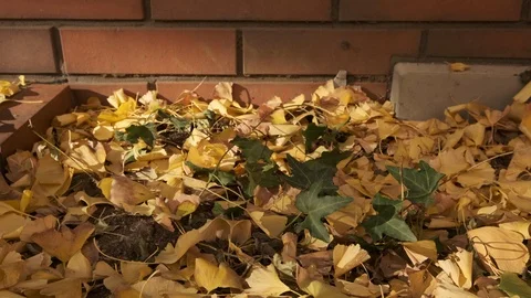 Fallen Ginkgo Leaves Stock Footage 99264778