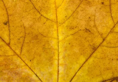 Fallen Golden Yellow Maple Leaf Texture Pattern, Autumn Fall Grunge Vintag... Stock Photos