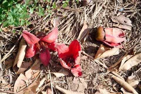 Fallen in the grass red flowers from the tree Bombax Ceiba Blooms the Bombax  Stock Photos