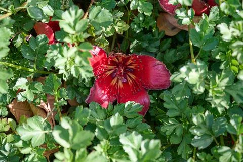 Fallen in the grass red flowers from the tree Bombax Ceiba Blooms the Bombax  Stock Photos