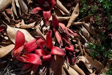 Fallen in the grass red flowers from the tree Bombax Ceiba Blooms the Bombax  Stock Photos