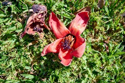 Fallen in the grass red flowers from the tree Bombax Ceiba Blooms the Bombax  Stock Photos