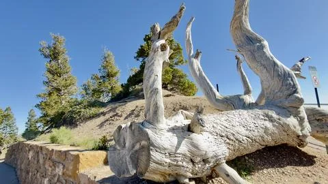 Fallen Gray Log with Bare Branches on Hillside Against Pine Forest and Blue Sky Stock Photos