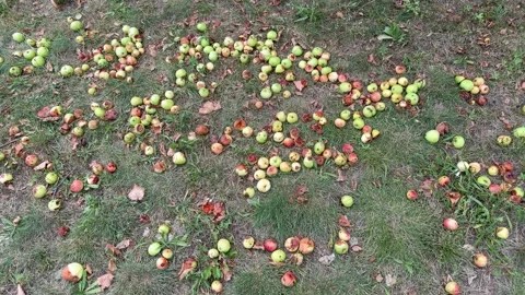 Fallen green and red apples are scattered on the grass  Stock Footage 341950228