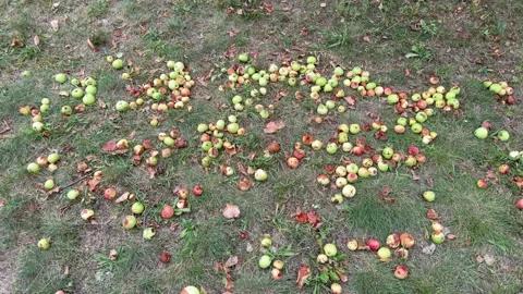 Fallen green and red apples scattered on grass with dry leaves in autumn  Video stock 342438048