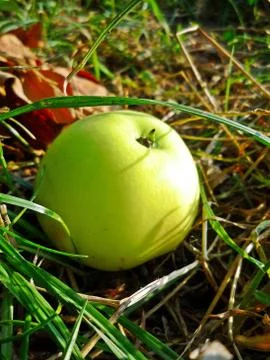 Fallen green apple Stock Photos