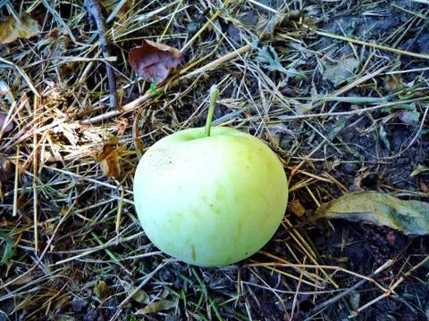 Fallen green apple Stock Photos