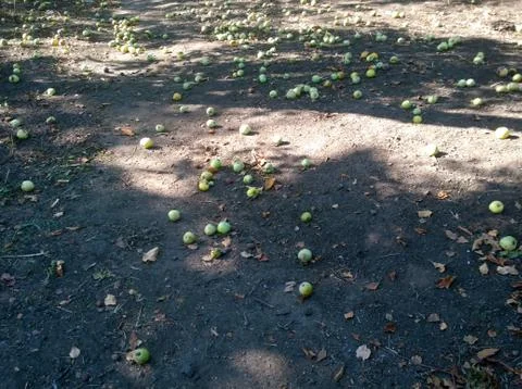 Fallen green apples Stock Photos
