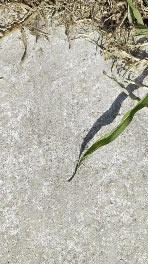 Fallen Green Leaf on Concrete Surface Stock Footage 345923114