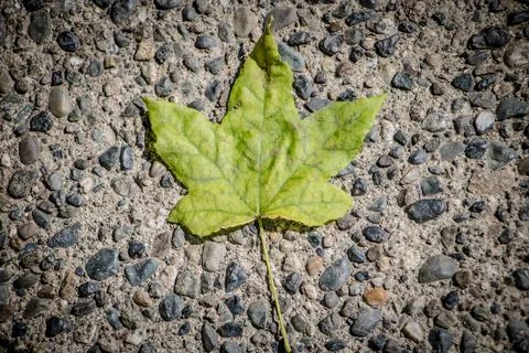 Fallen green maple leaf on pebbled concret background Stock Photos