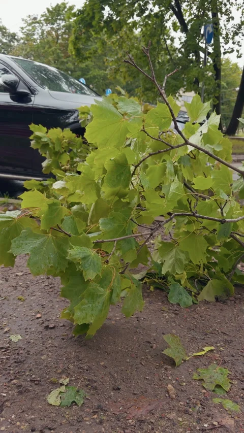Fallen green tree branch blocking street beside parked car after windy weather Stock Footage 345530735