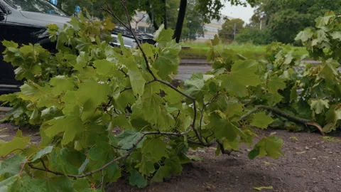 Fallen green tree branch blocking parked car beside roadside after strong wind Stock Footage 345532888