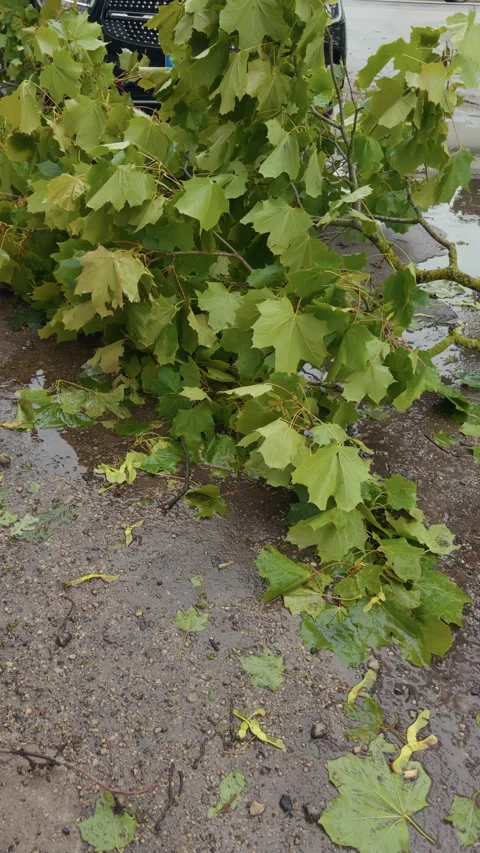 Fallen green tree branch with broad leaves blocking wet pavement after stormy Stock Footage 345531147