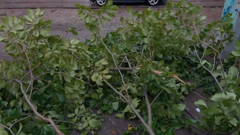 Fallen green tree branches covering pavement beside urban walkway after storm Stock Footage 345532766