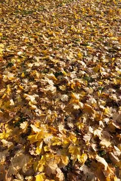 Fallen to the ground foliage of deciduous trees Stock Photos