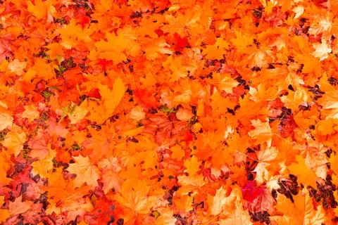 Fallen to the ground maple leaves, background. Foto stock