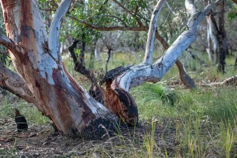 Fallen gum Stock Photos
