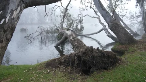 Fallen gum tree with twisted trunks along the misty banks of Goulburn River Vídeo Stock 312096739