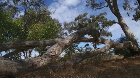 Fallen gumtree Timelapse Video stock 58489465