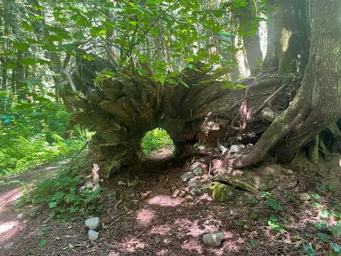 A fallen hollow tree in the forest Stock Photos