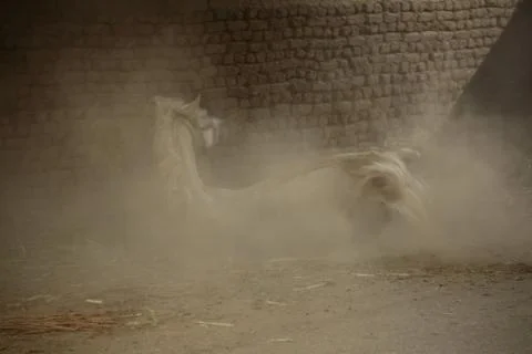 Fallen Horse Stock Photos