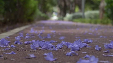 Fallen jacaranda flowers slowly drift across a pathway in the wind. Perfect for Stock Footage 335763580