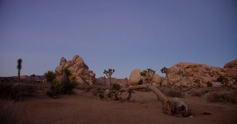 Fallen Joshua Tree during sunset time. Stock Footage 73334095
