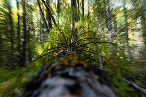 Fallen larch tree in the forest blurred selective focus Stock Photos