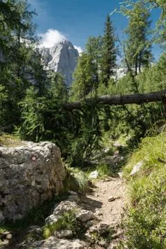 Fallen larch tree on a marked alpine trail in Julian Alps in Slovenia Stock Photos
