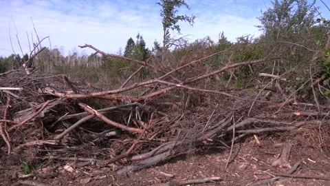 A fallen large dry spruce in the forest.  Windfall in forest 스톡 동영상 330343340