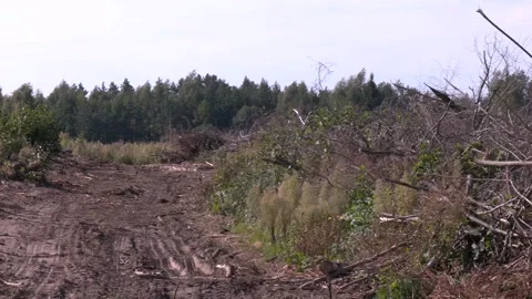 A fallen large dry spruce in the forest. Stock Footage 330343650