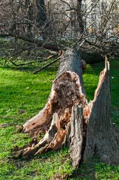 Fallen large tree after storm Stock Photos